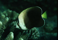 Chaetodon trichrous454.jpg