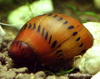 Ruby nerite snail456.jpg