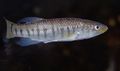 Striped killifish, male.jpg