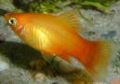 Sunset Platy.jpg