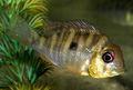 Gymnogeophagus balzanii.JPG