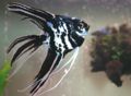 Veiltailangelfish-247.jpg