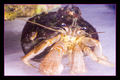 WhiteLegHermitCrab.png