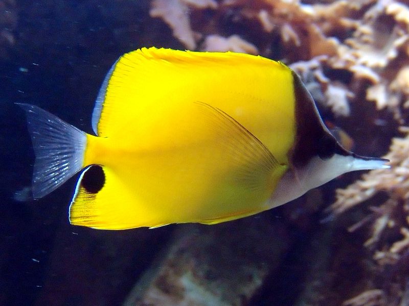 File:Forcipiger flavissimus-4855.jpg