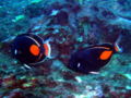 Achilles tang -6355.jpg