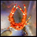 Squat Lobster 1.jpeg