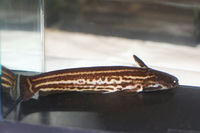 Trachelyopterichthys taeniatus5447.jpg