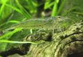 Amano Shrimp.jpg