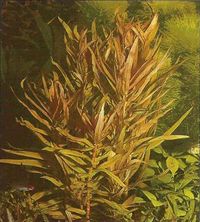 Ammannia gracilis.JPG