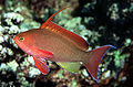 Pseudanthias squamipinnis3453.jpg