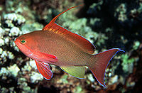 Pseudanthias squamipinnis3453.jpg