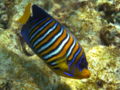 Regal Angelfish-3351.jpg