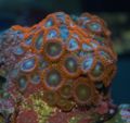 Zoanthids-orangebrown-5802.jpg