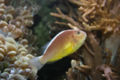 Amphiprion akallopisos-3296.jpg