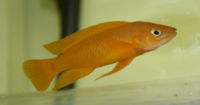 Neolamprologus leleupi.jpg