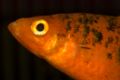 Platy-7726.jpg