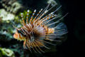 Pterois antennata-3453.jpg