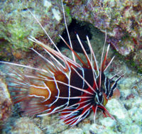 Pterois radiata345987.jpg