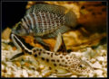 Synoandcichlid-6388.jpg