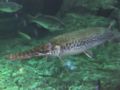 Alligator Gar-3890.jpg