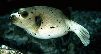 Arothron nigropunctatus3453.jpg