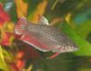 Female Betta splendens.jpg