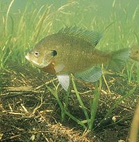 Lepomis macrochirus5578.jpg