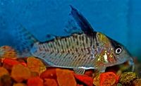 Corydoras delphax.jpg