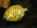 Pineapplefish-4163.jpg