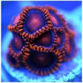 Zoanthid Orange.jpg