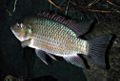 Oreochromis mossambicus24903857.jpg