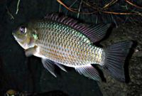 Oreochromis mossambicus24903857.jpg