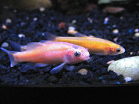 Rosy Red Minnows.jpg