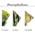 600px-Pterophyllum.jpg