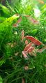 CherryRedShrimpInMoss5.jpg