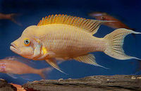 Neolamprologus pulcher3.jpg