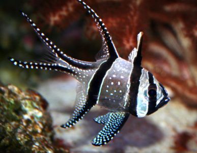 Bangai Cardinalfish