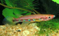 Epiplatys sexfasciatus sexfasciatus3453.jpg