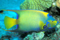 Holacanthus ciliaris.jpg