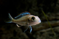 Callochromis Pleurospilus-2196.jpg