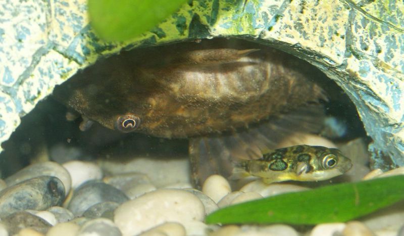 File:Carinotetraodon travancoricus1.jpg