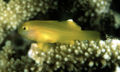 Gobiodon okinawae9846.jpg