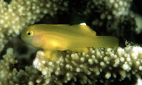 Gobiodon okinawae9846.jpg