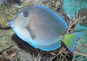 Acanthurus coeruleus.jpg