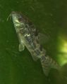 Corydoras paleatus1.jpg