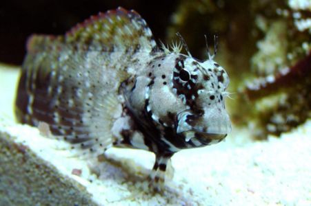 Lawnmower Blenny