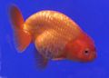 Goldfish Ranchu.jpg