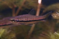 Rasbora einthovenii3453.jpg