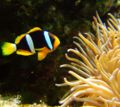 Amphiprion clarkii-7583.jpg