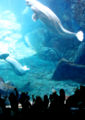 Georgiaaquarium-belugas-5178.jpg